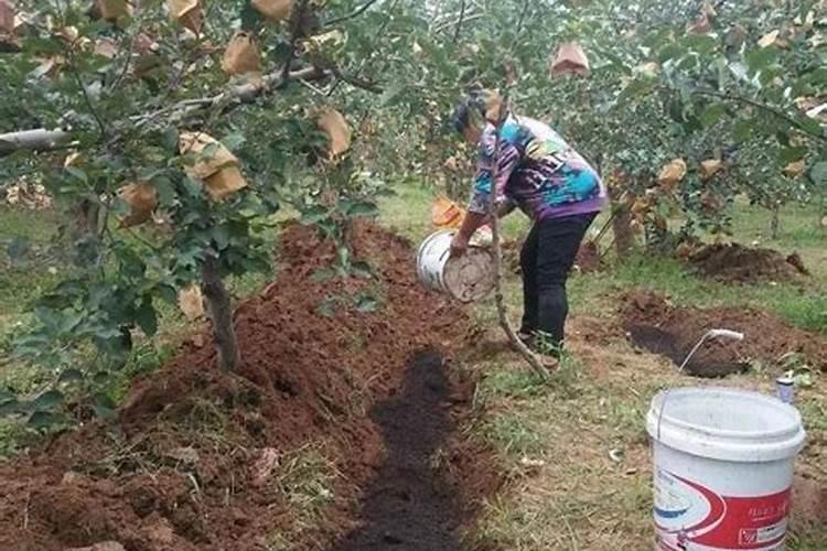 苹果施肥量的确定要注意什么