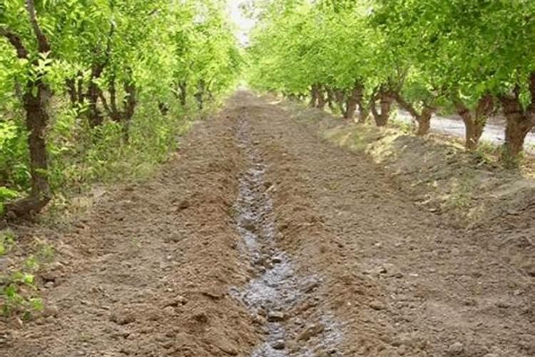 甜瓜使用水溶肥的好处？甜瓜生长期用什么肥料效果好？