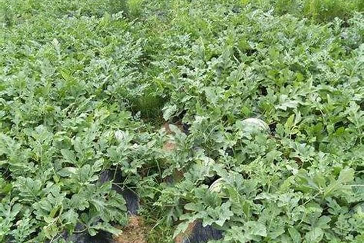 中国从哪些国家进口钾肥