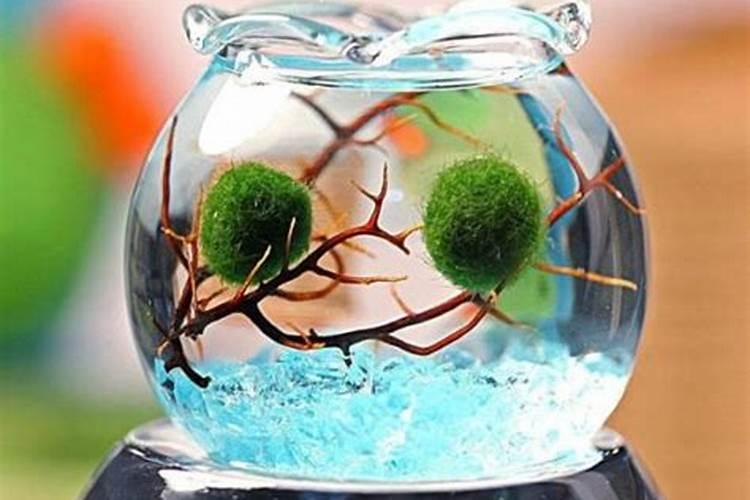 养球藻一定要营养液吗