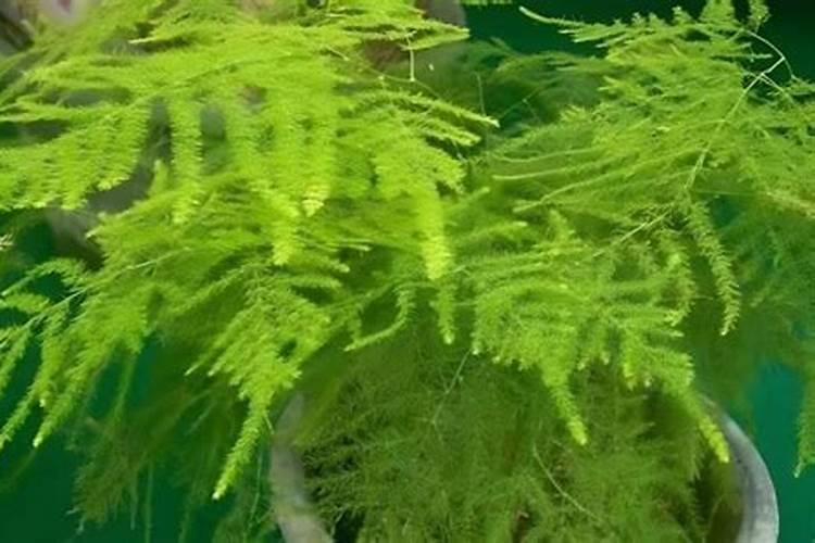 冬季兰花浇水的正确方法是什么