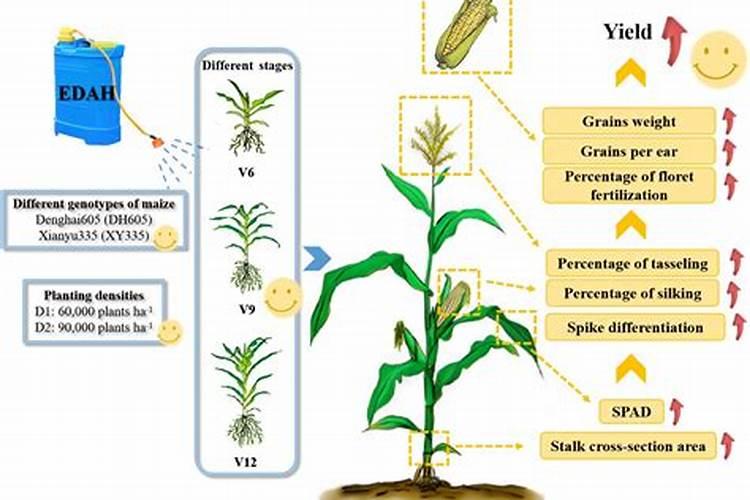 刚移栽的月季能晒太阳吗
