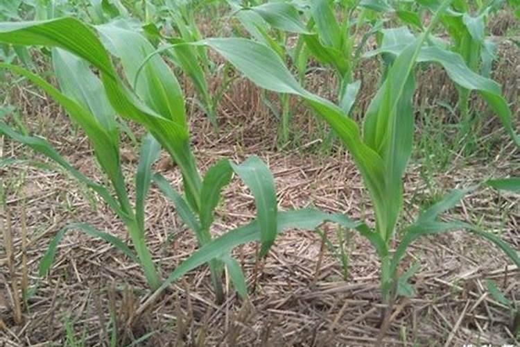 玉米施肥方法有什么？玉米种植时间怎样确定？