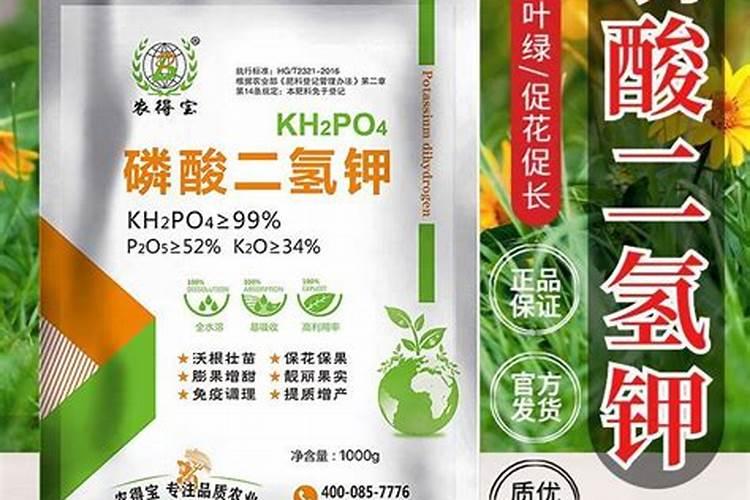 长寿花如何施肥 长寿花怎么施肥