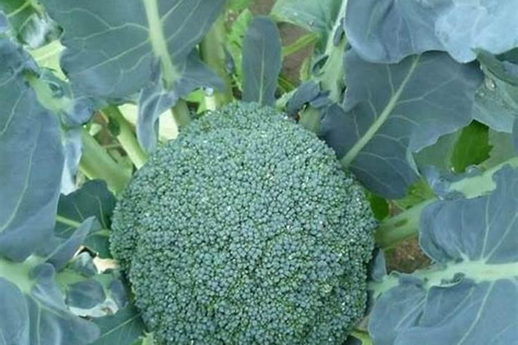 盆栽白菜花如何管理