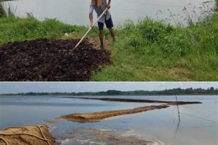 有机肥可以兑水浇花吗