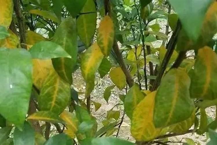 什么是小麦缺素症,小麦缺素症状的识别与补救措施