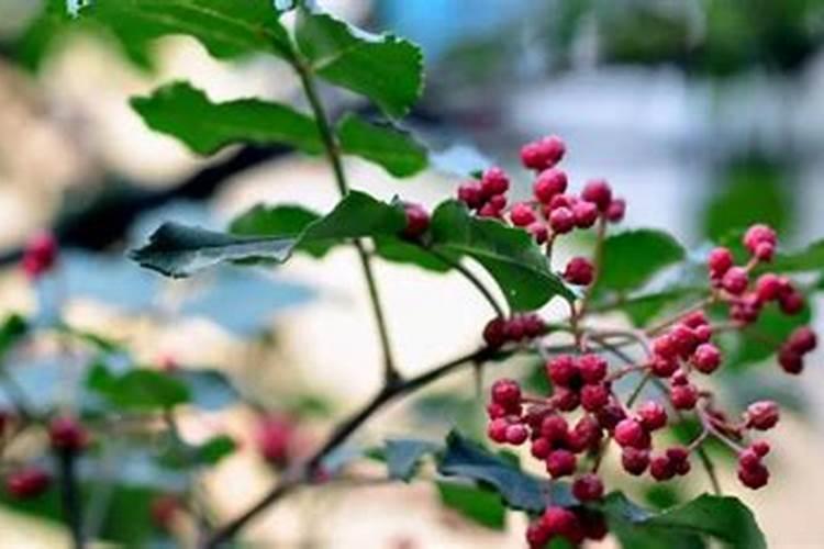 辣椒怎样进行配方施肥？