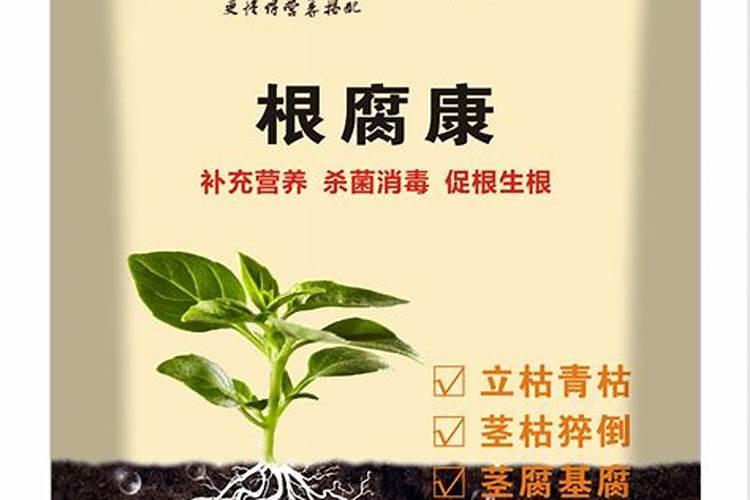 草莓根腐病应该怎么防治