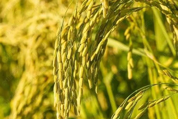 水产养殖氯化钾每亩用5公斤