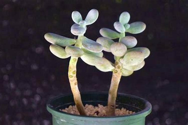 玉树浇什么肥料长得最快