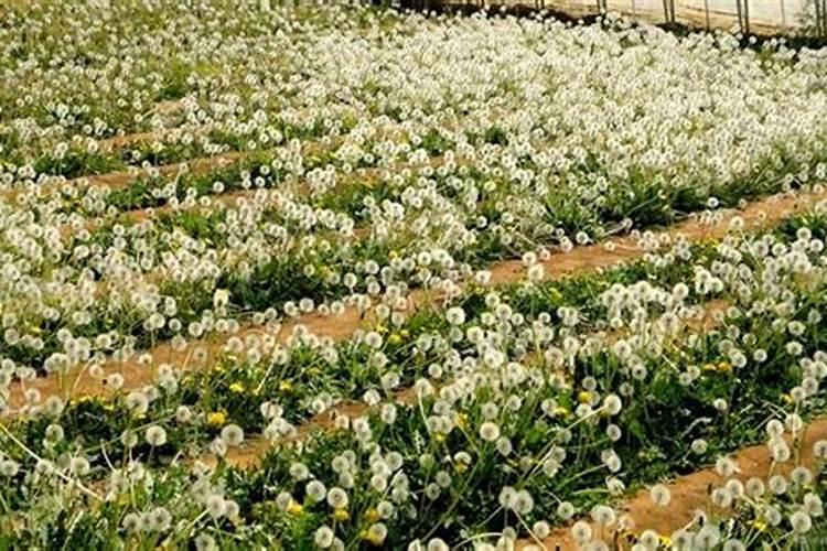 压豌豆正确方法