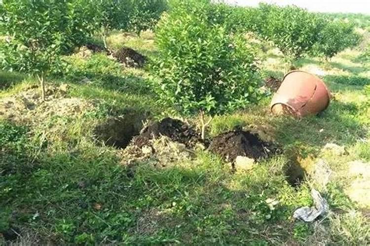 水稻一生的需肥规律