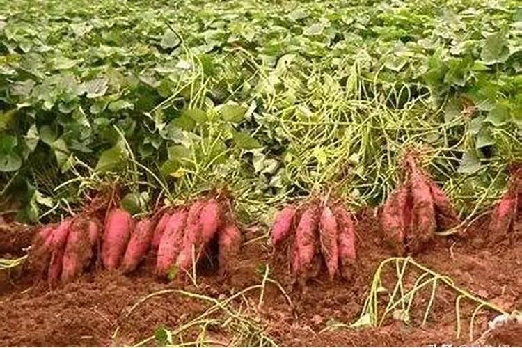 红香酥梨树8月份怎样管理,快卖了。