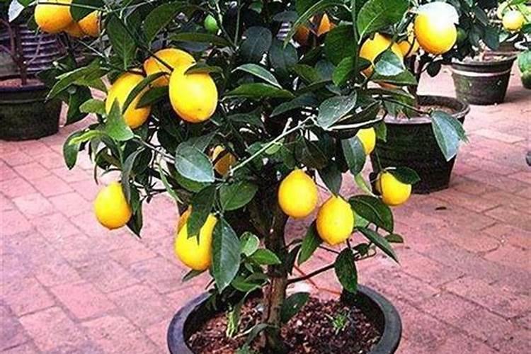 柠檬挂果后需要施什么肥