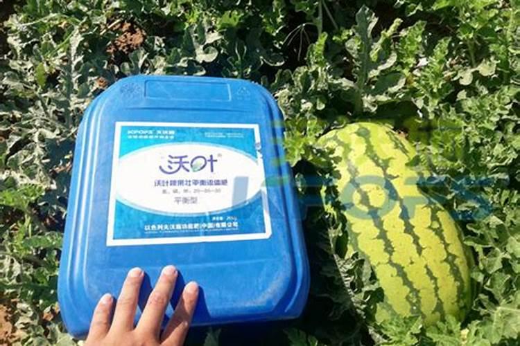 大棚种植黄瓜用高温杀菌温度不能超过几度