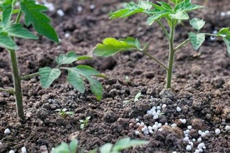 西红柿何时冲施高钾肥