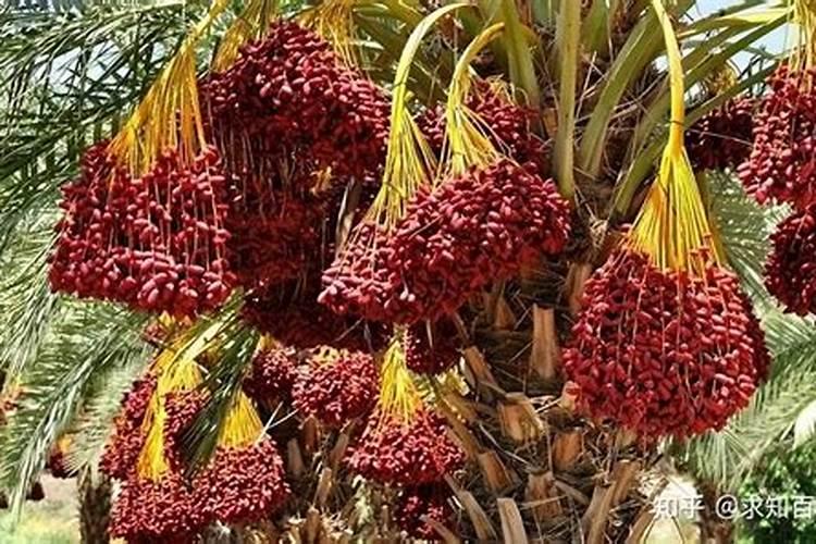 沙特椰枣有什么营养