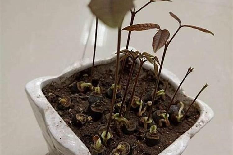 桂圆壳是什么垃圾