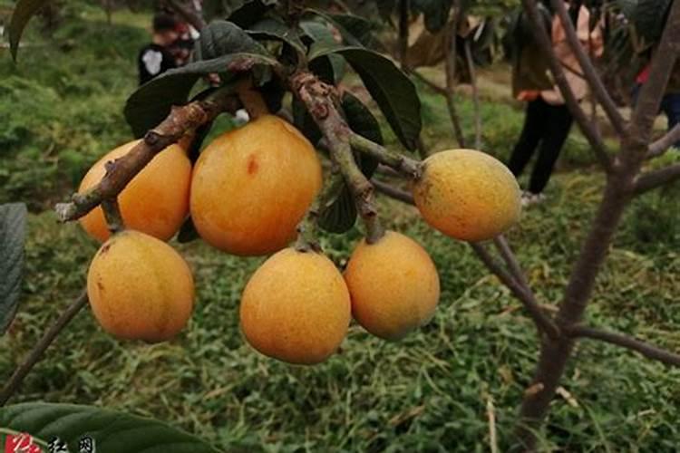 水溶肥什么品牌好？