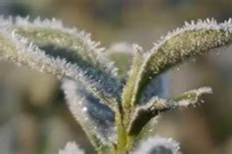 青瓜种植时间和方法