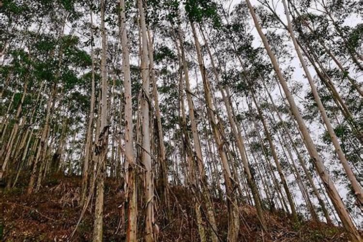 桉树最忌三种肥料