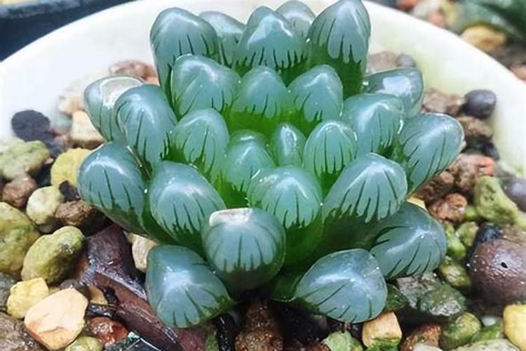 夏季给兰花浇水有哪些注意事项？