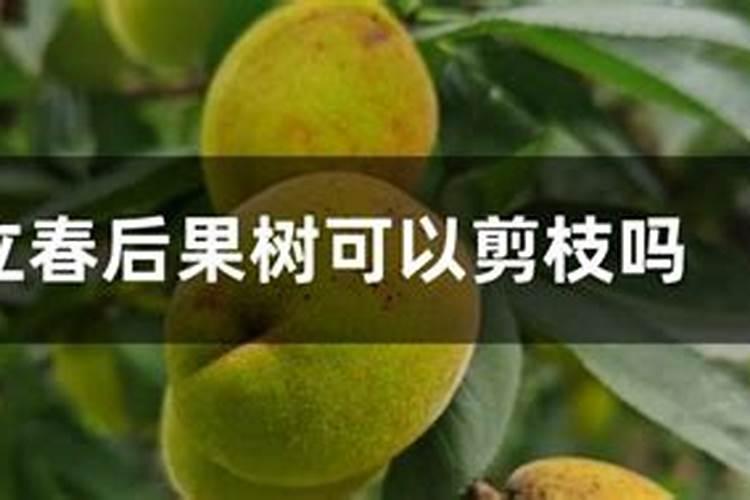 立春农事活动之果树管理安排