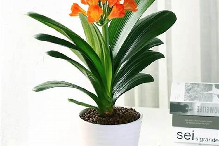 含硫氮肥对作物起什么作用