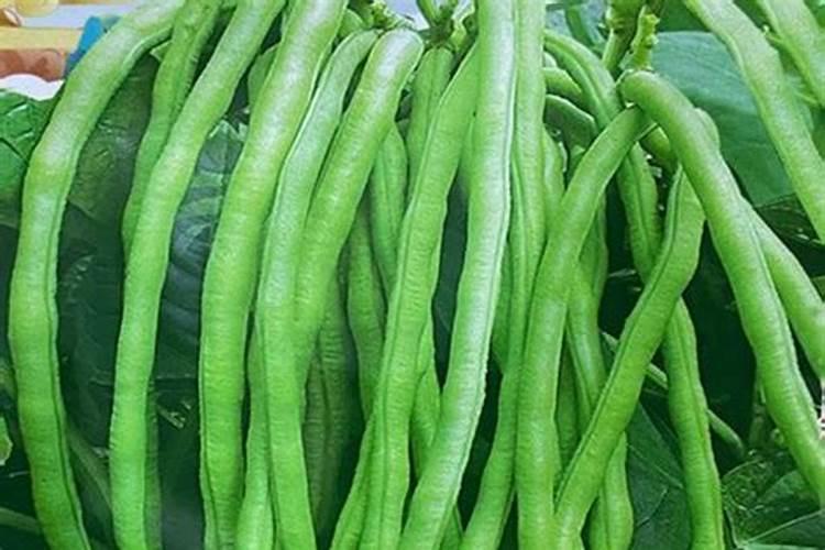 地豆王的种植技术视频