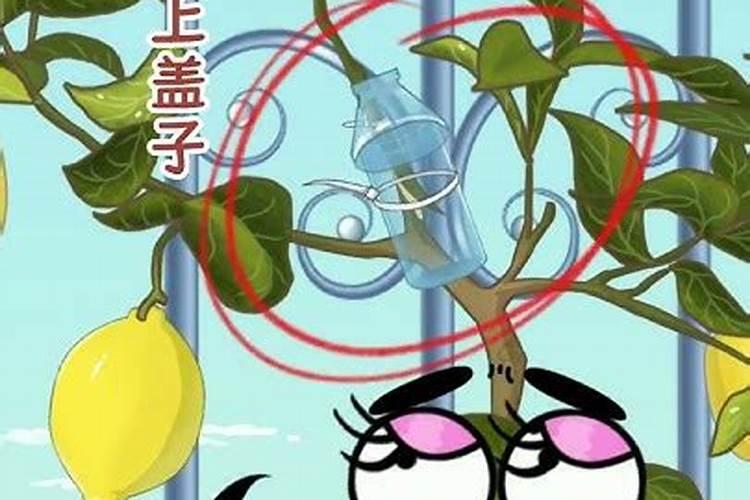 酸辣番茄鱼的做法