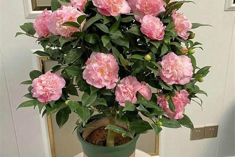 花生开花期施什么肥料