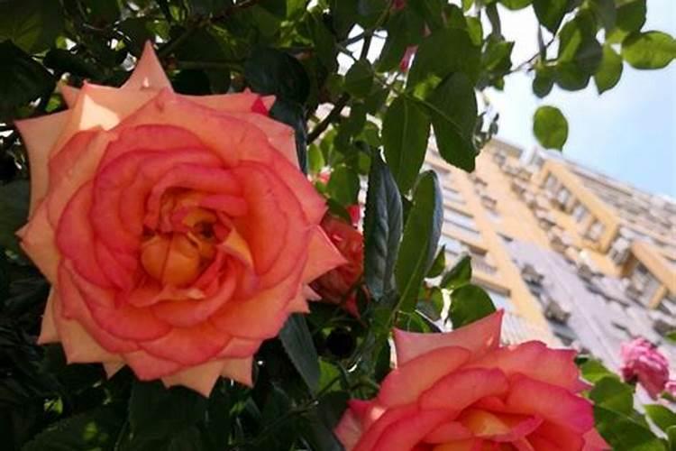 草莓移栽后多久可以施肥