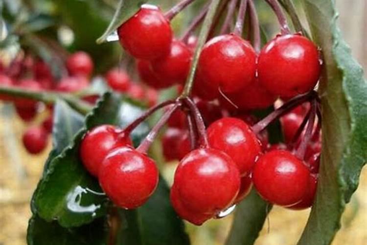 樱桃树用什么叶面肥