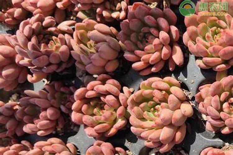 颗粒控释肥适合多肉吗？