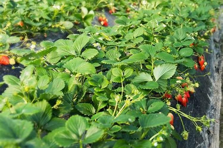 冬季草莓怎么种植管理
