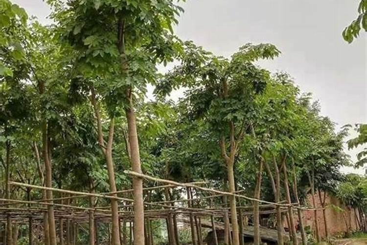 树苗底肥施什么合理(施底肥方法)