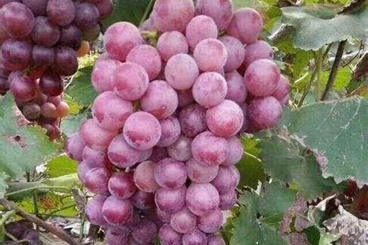 冲施的菌肥哪一种好？