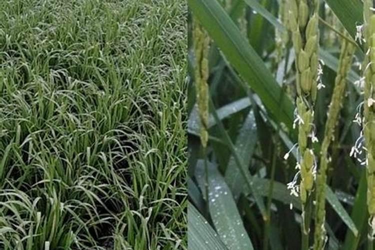 水稻氮肥过多如何补救 附症状