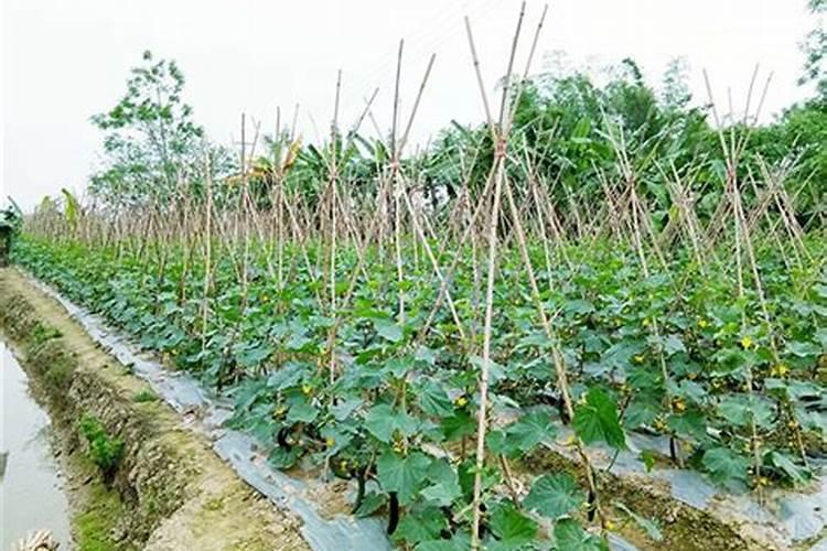 为什么很多人种菜都喜欢用牛奶？到底有什么作用？