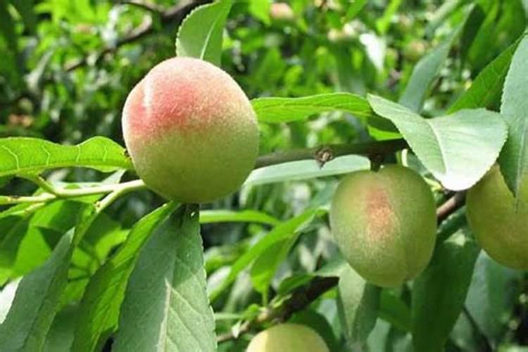 桃树什么时候打促花促果最好