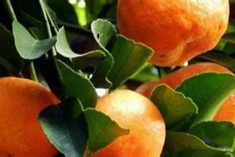 沙糖桔七月份施什么肥