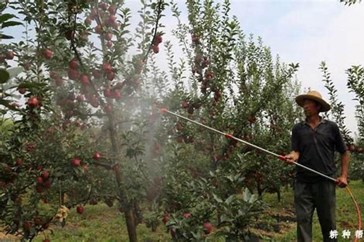 苹果树补钙的叶面肥有哪些苹果树叶面肥一年喷几次都喷什么肥