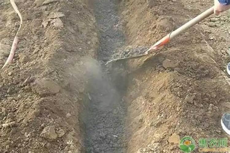 种菜用什么肥料比较好、菜子用什么肥料好