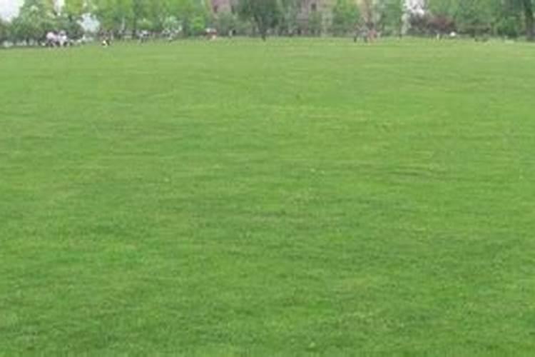 木材的锯末能当农作物肥料吗 木屑怎么加工发酵成有机肥