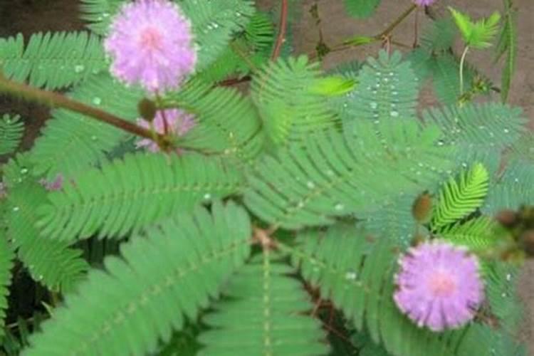 水溶肥化不开怎么办