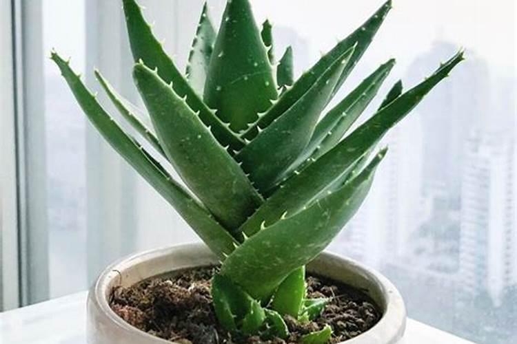 景阳冈牌玉米复合厂是正规厂家吗