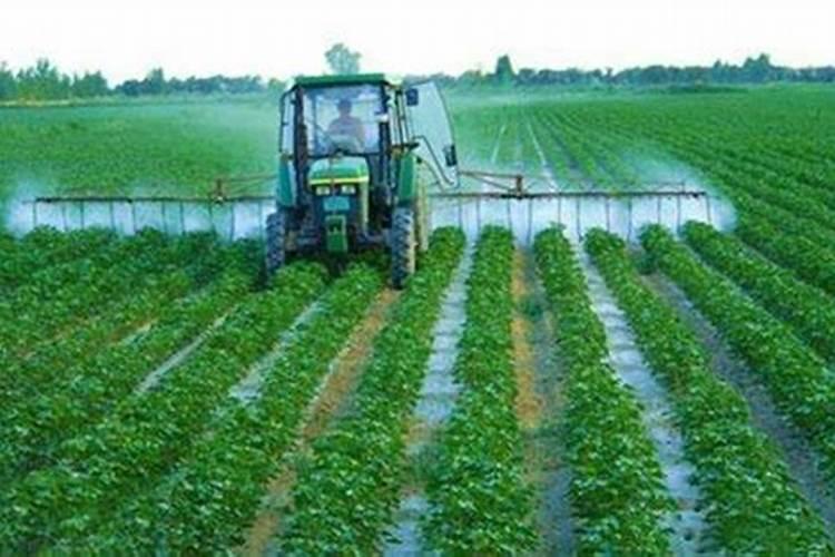 芸苔素打多了会怎么样,多效唑和芸苔素能一起喷吗