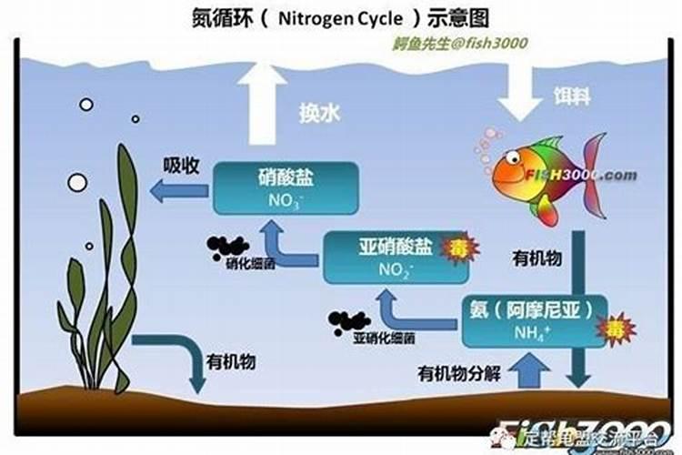 多效唑和芸苔素一起喷