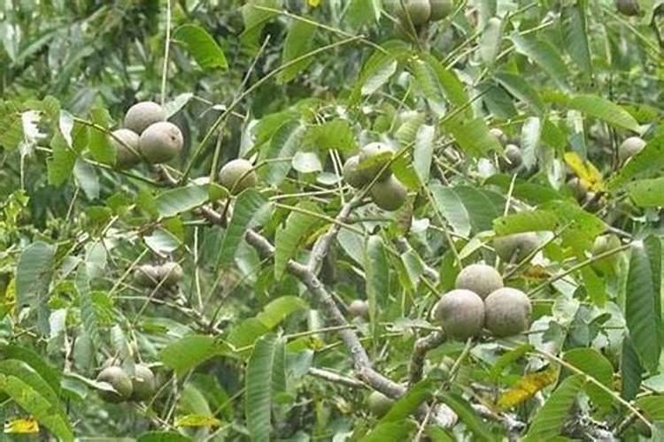 腐植酸怎么溶解？